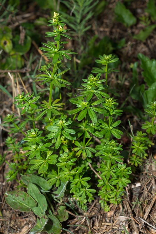 Galium mollugo subsp. erectum ?